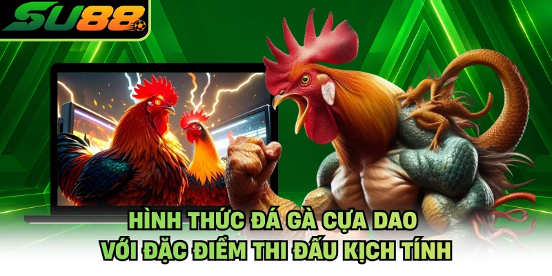 Hình thức đá gà cựa dao với đặc điểm thi đấu kịch tính