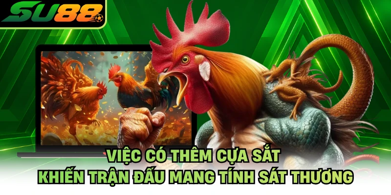 Việc có thêm cựa sắt khiến trận đấu mang tính sát thương
