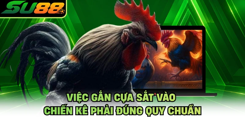 Việc gắn cựa sắt vào chiến kê phải đúng quy chuẩn